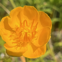 Trollius x cultorum